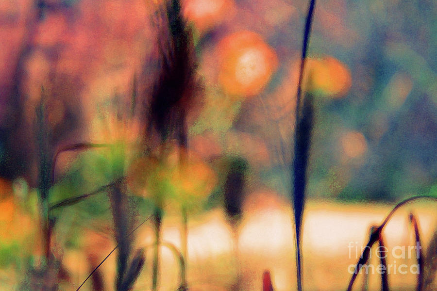 Autumn Dreams Abstract Photograph by Karen Adams