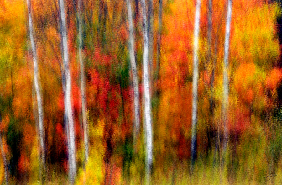 Autumn Dreams Photograph by Doug Gibbons