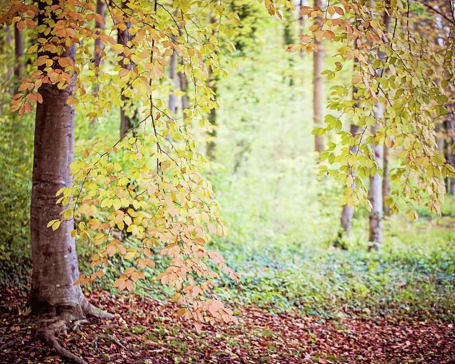 Autumn Dreams Photograph by Melanie Alexandra Price