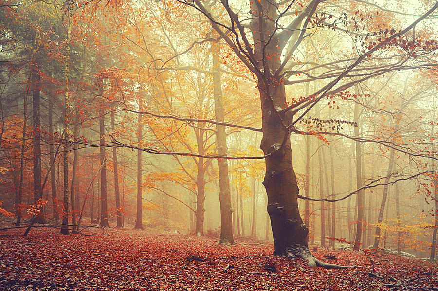 Tree Photograph - Autumn Dreams of Oak Tree 1 by Jenny Rainbow