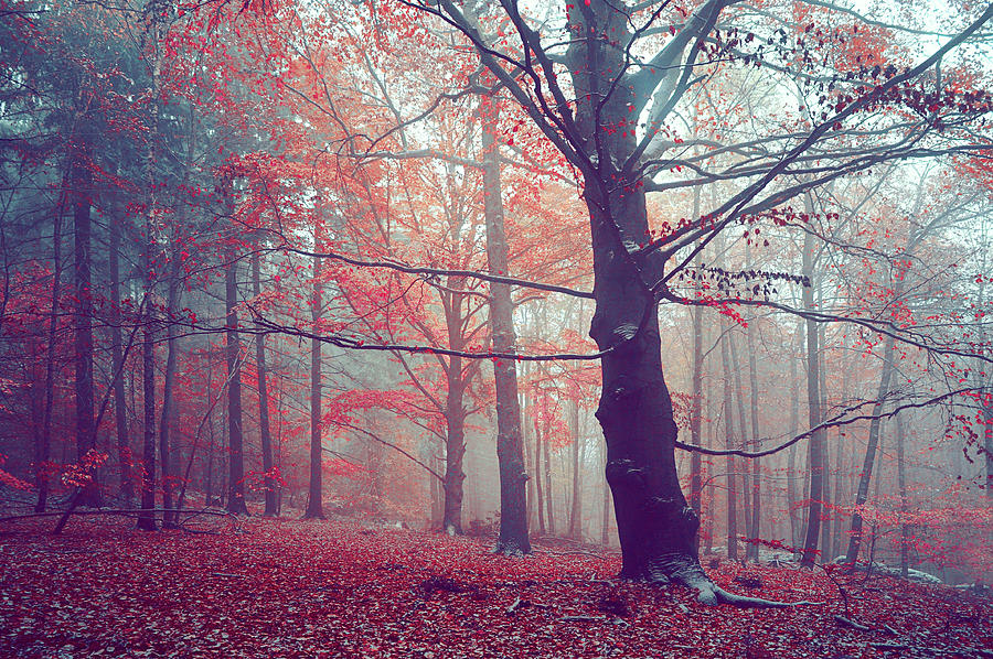 Autumn Dreams of Oak Tree Photograph by Jenny Rainbow