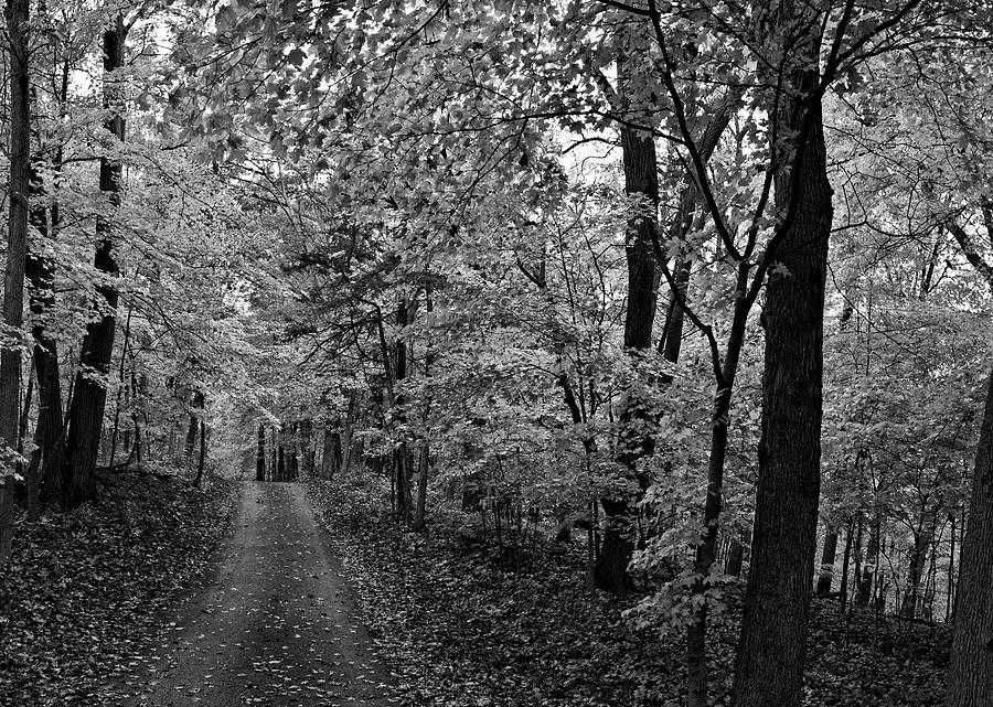 Autumn Drive BNW Photograph by Bonfire Photography