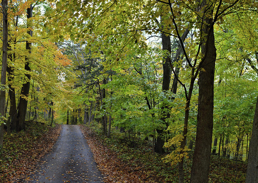 Autumn Drive Photograph by Bonfire Photography
