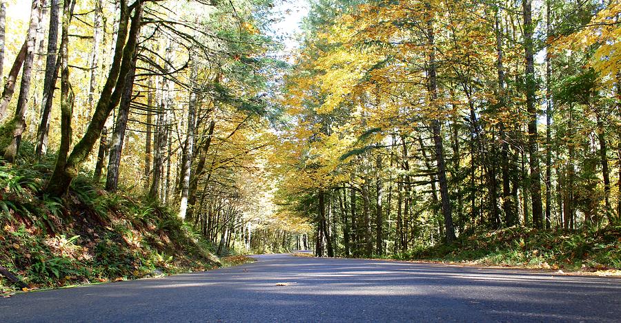 Autumn Drive Photograph by Brian Eberly