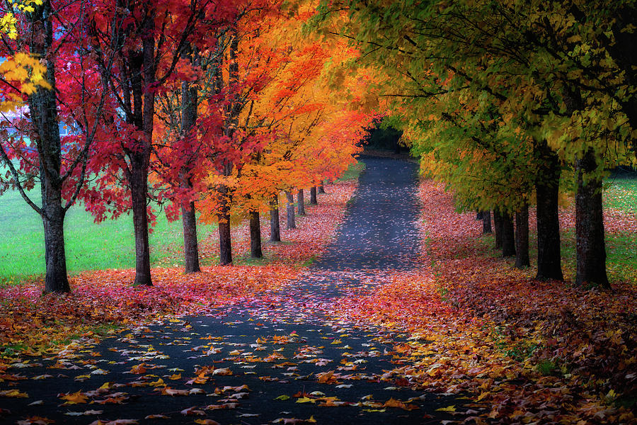 Autumn Driveway Photograph by Engin Tokaj - Fine Art America