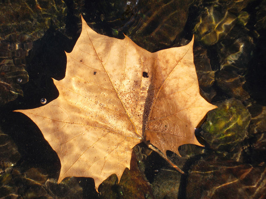Autumn Drops in Photograph by Susan  Esbensen