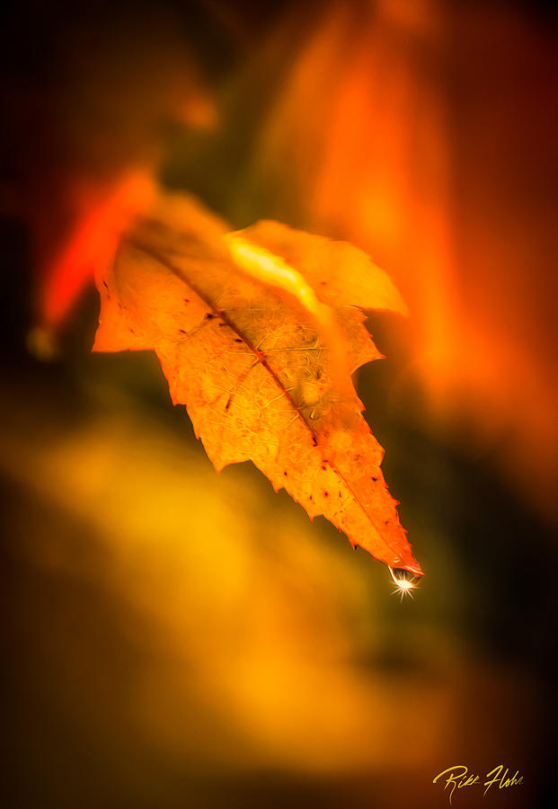 Autumn Drops Photograph by Rikk Flohr