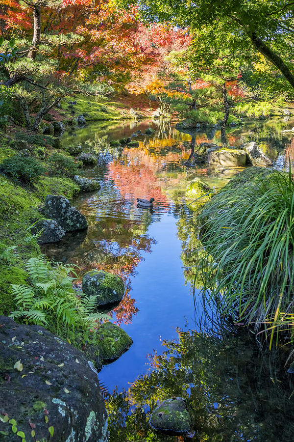 Autumn duckpond - Hamilton Gardens, New Zealand Photograph by Stephen ...