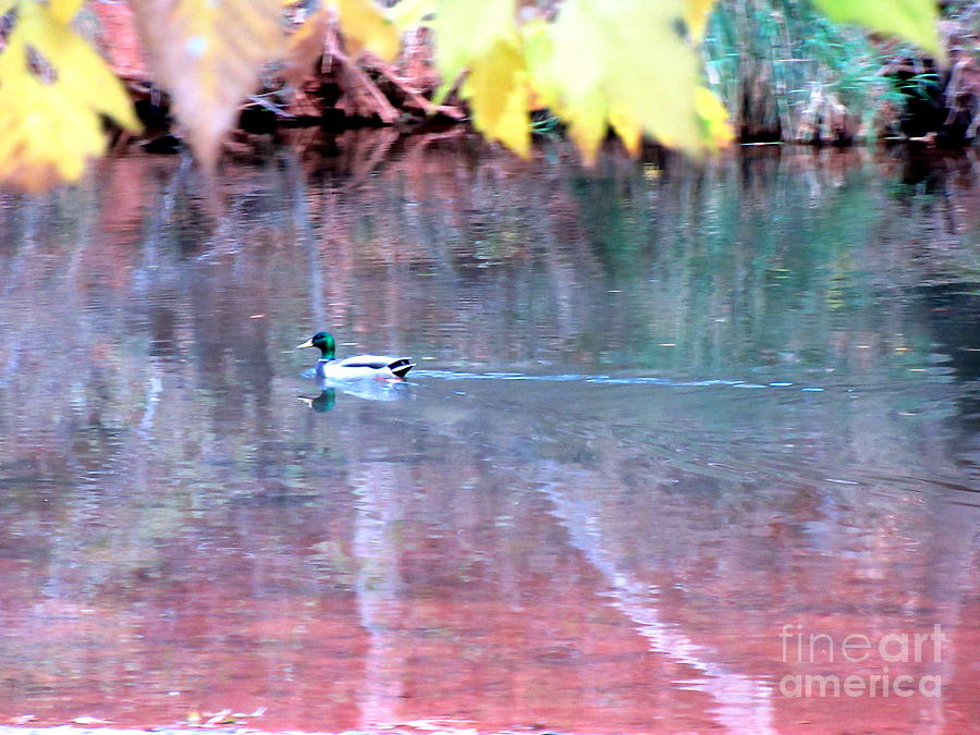 Autumn Ducky Oak Creek Photograph by Mars Besso