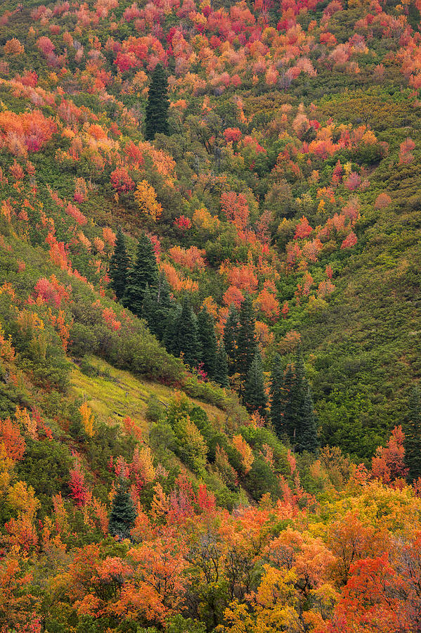 Fall Photograph - Autumn  by Dustin LeFevre