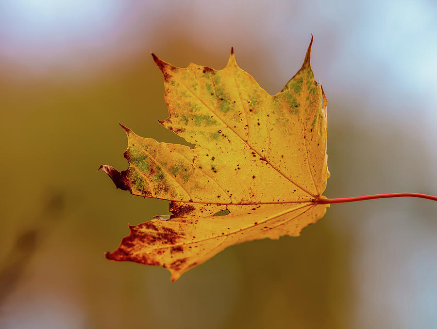 Autumn #e Photograph by Leif Sohlman
