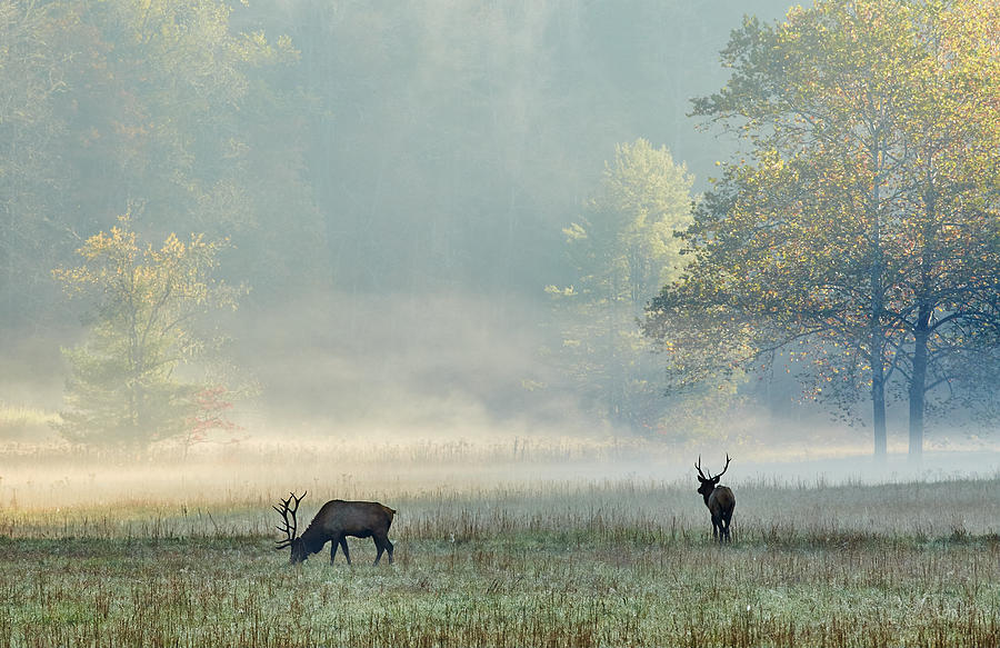 Mountain Photograph - Autumn Eastern Wild Elk by Brian Simpson