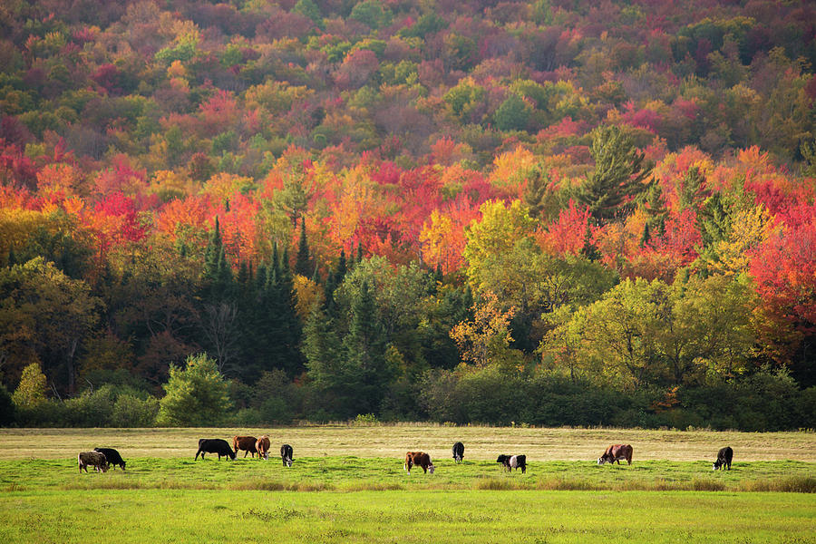 Autumn Easton Farm Photograph by White Mountain Images