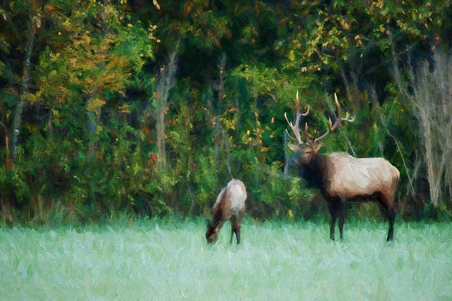 Autumn Elk Photograph by Lana Trussell