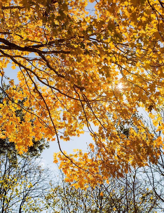 Autumn Photograph by Emily Kuchta - Fine Art America