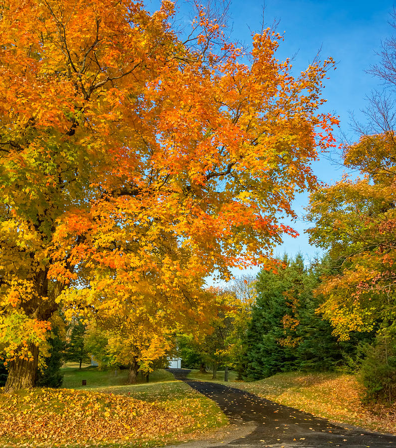 Autumn Entrance 4 Photograph by Steve Harrington - Fine Art America