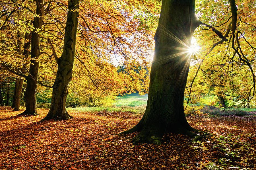 Autumn Evening in Saxony Photograph by Dmytro Korol