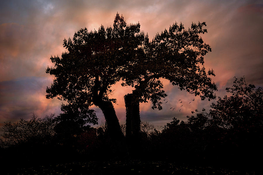 Autumn Evening Sunset Silhouette Photograph by Chris Lord