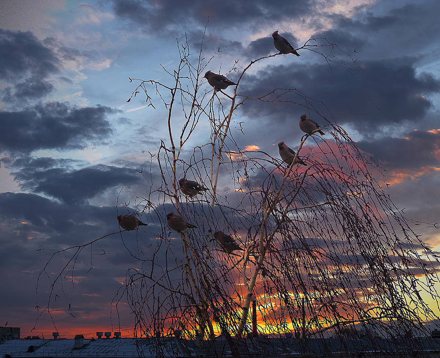 Bird Photograph - Autumn Evening by Vladimir Kholostykh