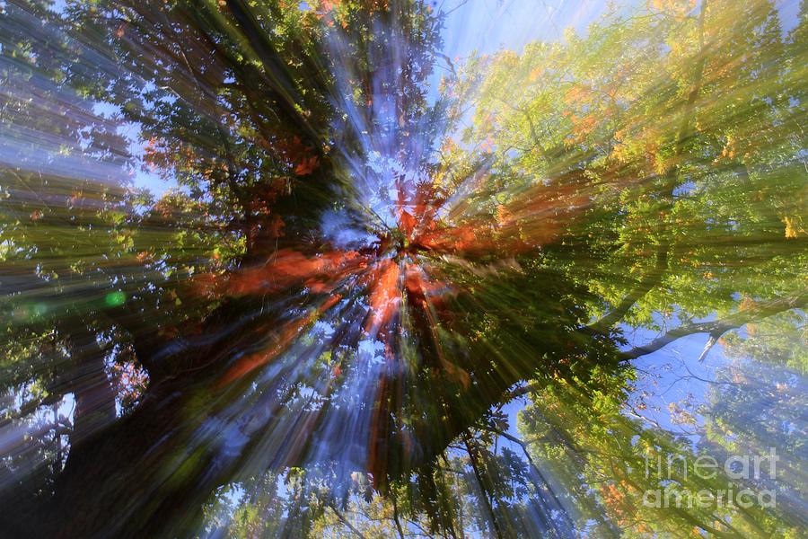 Autumn Explosion 2 Photograph by Rick Rauzi