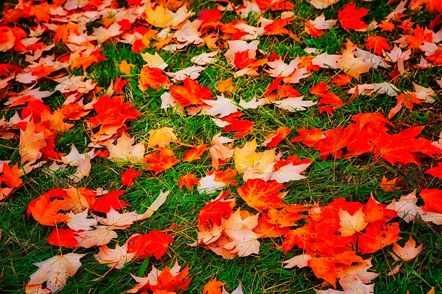 Autumn Fall Colors 18 FX Photograph by Dan Carmichael