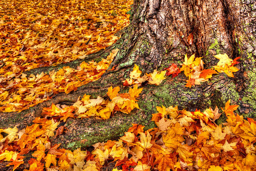 Autumn Fall Colors 8 Photograph by Dan Carmichael