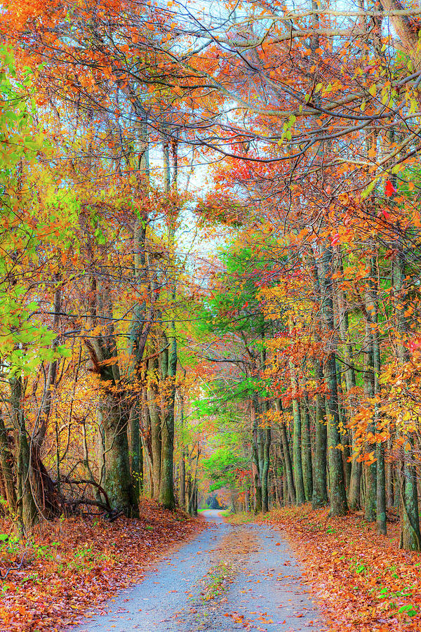 Autumn Fall Colors - Blue Ridge Country Road Photograph by Dan Carmichael