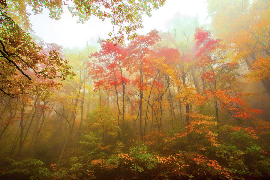 Autumn Fall Colors - Dazzling Color in the Blue Ridge Photograph by Dan Carmichael