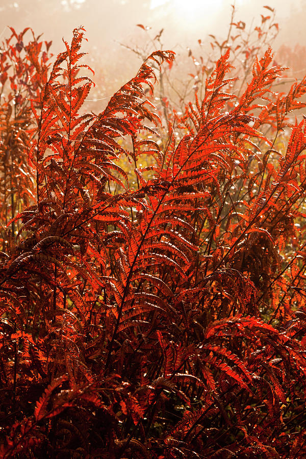 Autumn Fall Colors - Fall Ferns Photograph by Dan Carmichael