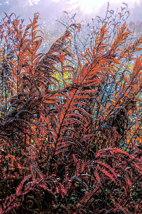 Autumn Fall Colors - Fall Ferns FX Digital Art by Dan Carmichael