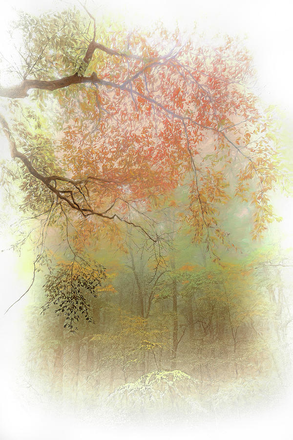 Autumn Fall Colors - Fog Filled the Trees AP Painting by Dan Carmichael