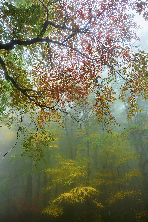 Autumn Fall Colors - Fog Filled the Trees Photograph by Dan Carmichael