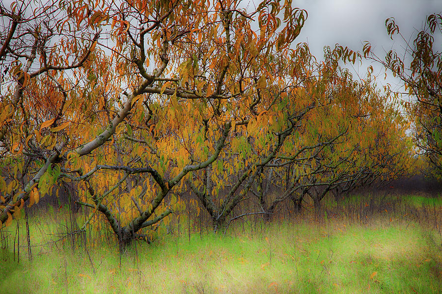 Autumn Fall Colors in a Peach Orchard Photograph by Dan Carmichael
