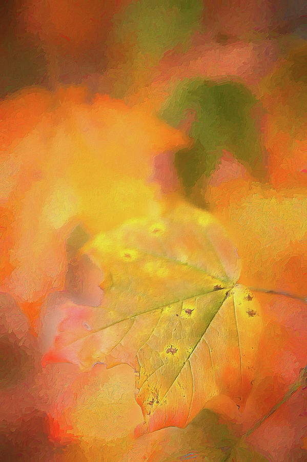 Autumn Fall Colors - Leaf AP Digital Art by Dan Carmichael
