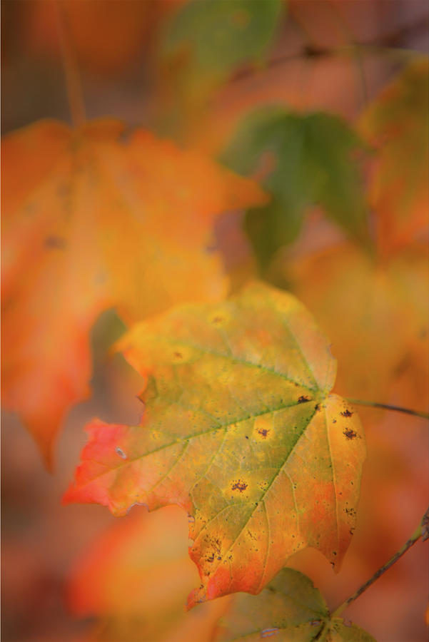 Autumn Fall Colors - Leaf Photograph by Dan Carmichael