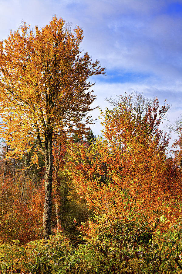 Autumn Fall Colors - Yellow Trees Blue Sky Photograph by Dan Carmichael