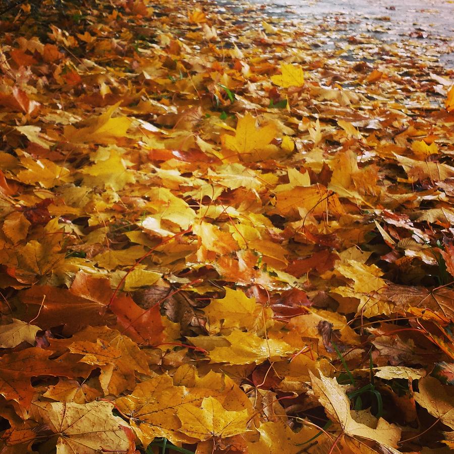 Autumn fall leaves Photograph by Tamara Sushko - Fine Art America