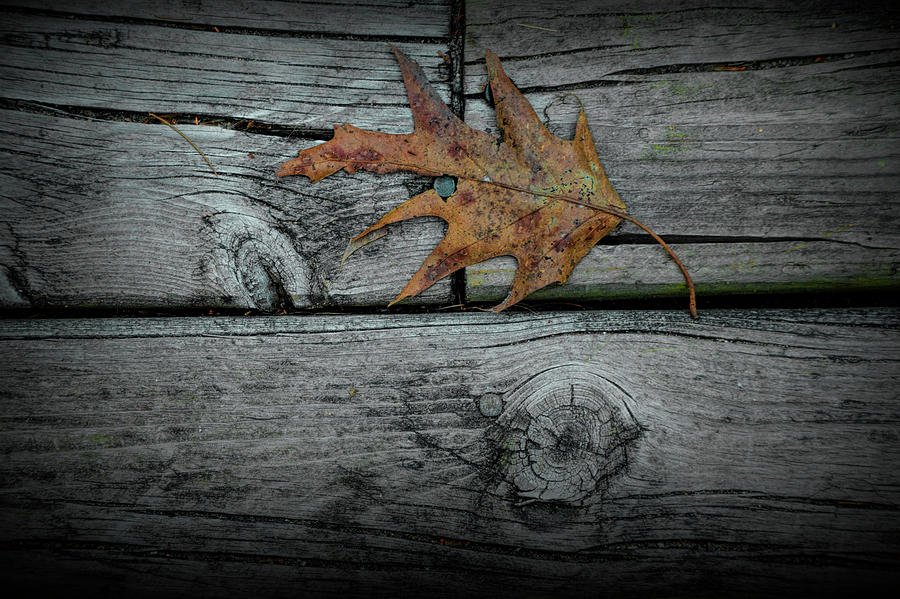 Autumn Fallen Brown Oak Leaf Photograph by Randall Nyhof