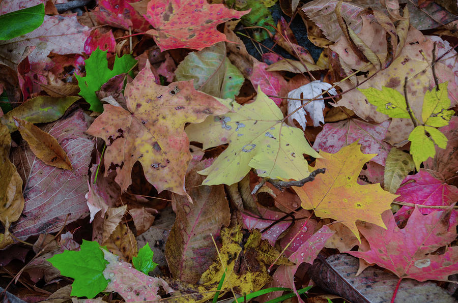 Autumn - Fallen Leaves Photograph by Bill Cannon