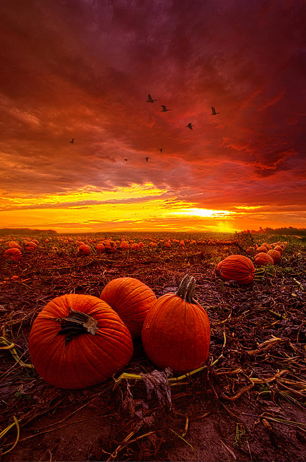 Geese Photograph - Autumn Falls by Phil Koch