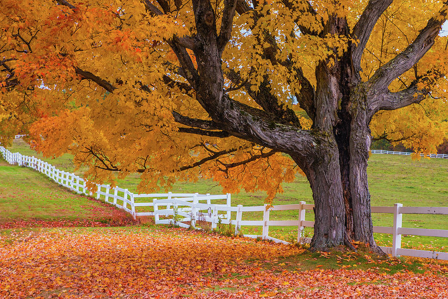 Autumn Farm Tree Photograph by White Mountain Images