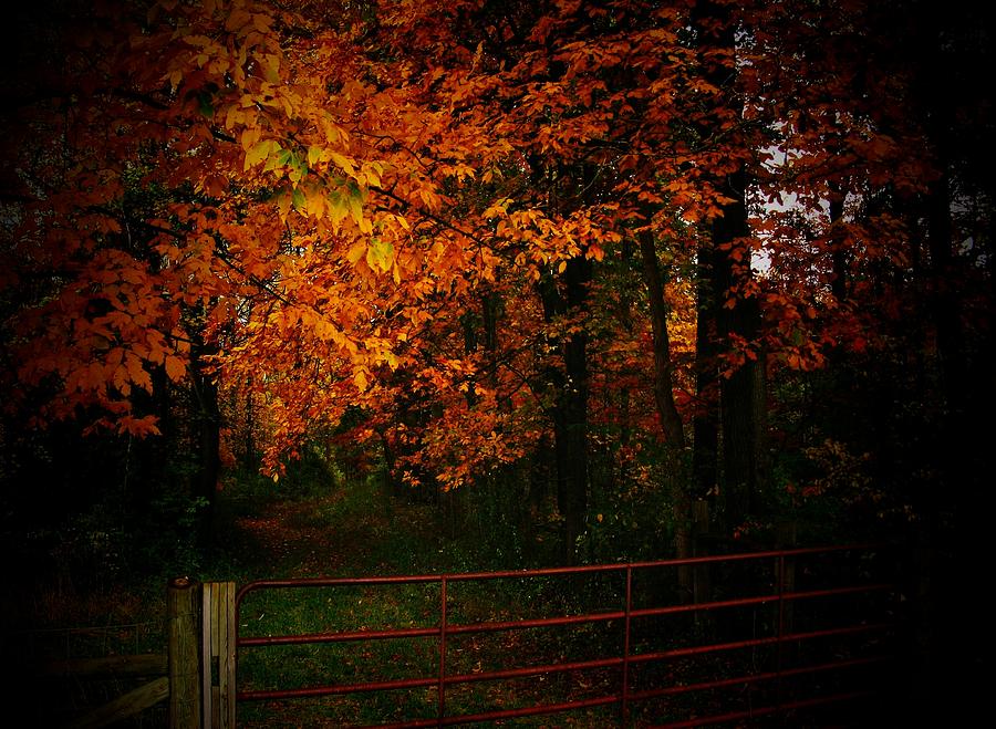 Autumn Fence and Leaves Photograph by Joyce Kimble Smith