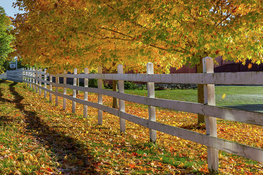 Autumn Fence Photograph by Bill Wakeley