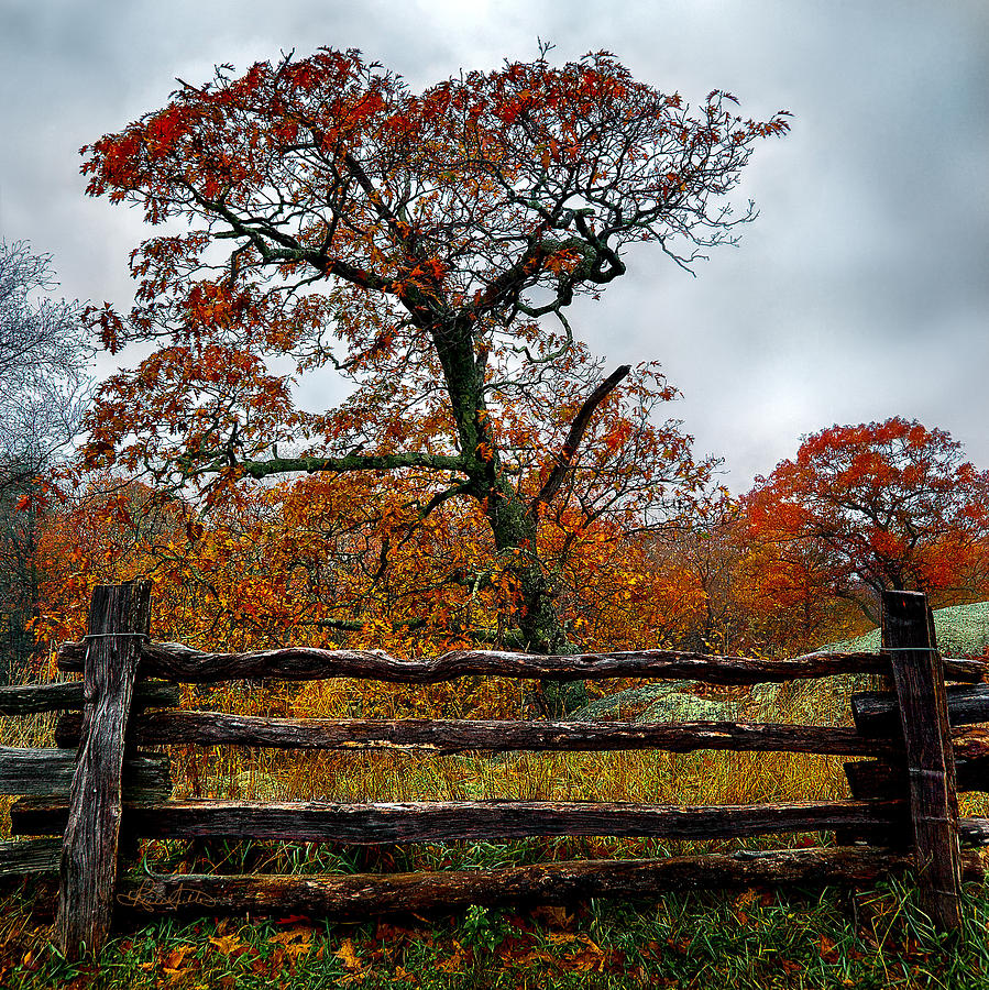 Autumn Fenced In Photograph by Renee Sullivan
