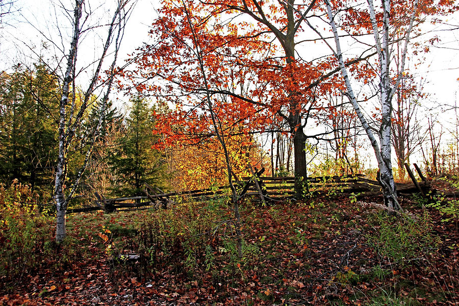 Autumn Fenceline Photograph by Debbie Oppermann
