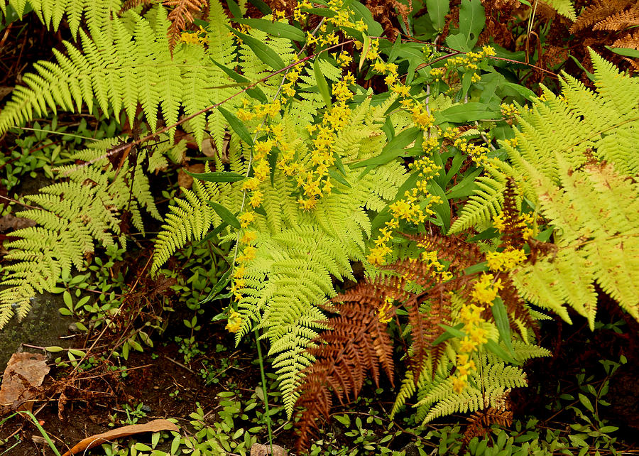Autumn Ferns and Wildflowers Photograph by Carol Senske