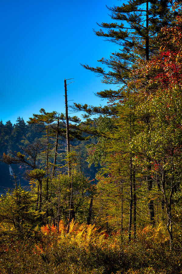 Autumn Ferns at Cary Lake Photograph by David Patterson