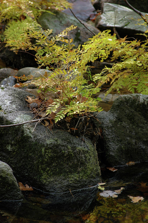 Autumn Ferns at Pickle Creek 6303 H_2 Photograph by Steven Ward