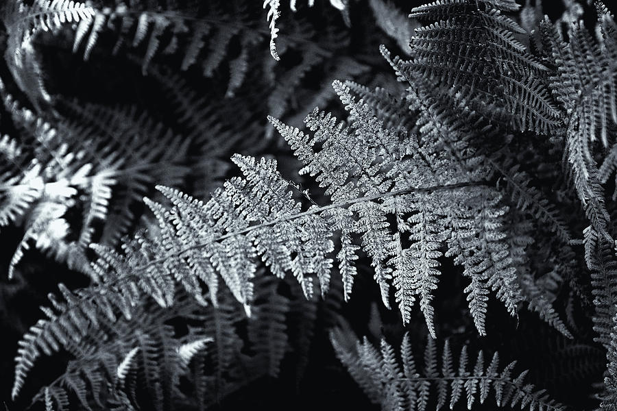 Autumn Ferns Black and White Photograph by Tom Singleton
