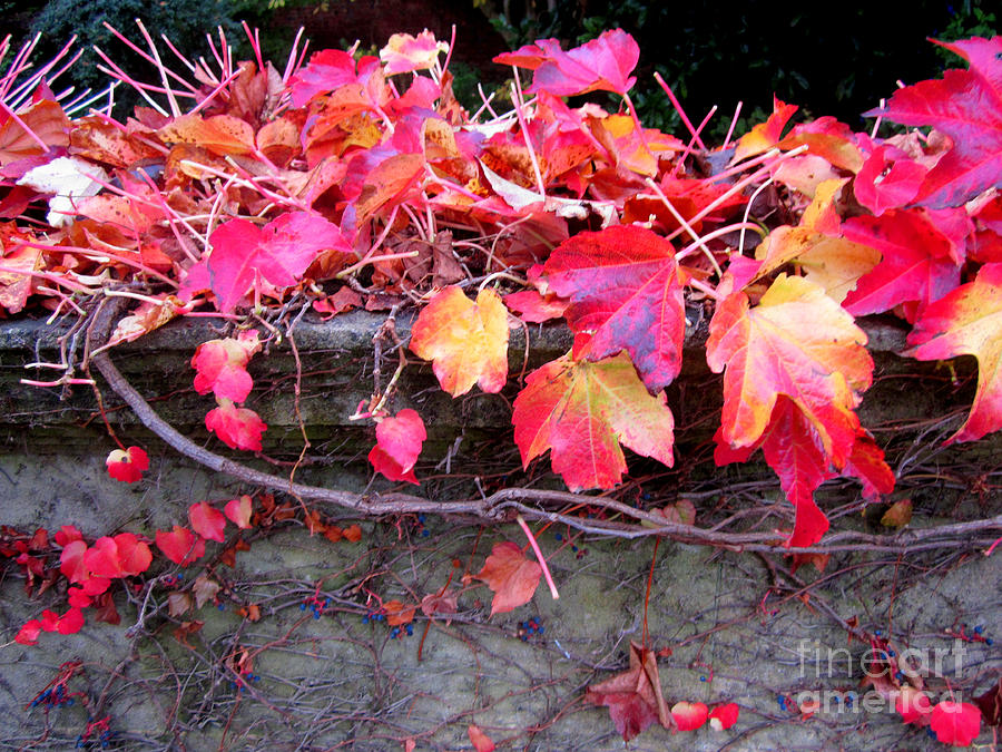 Fall Photograph - Autumn festival by Kumiko Mayer